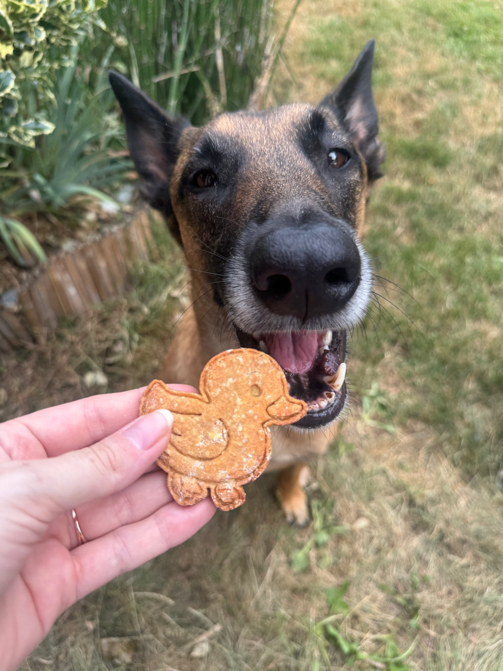 Biscuits Piou Piou 🐥