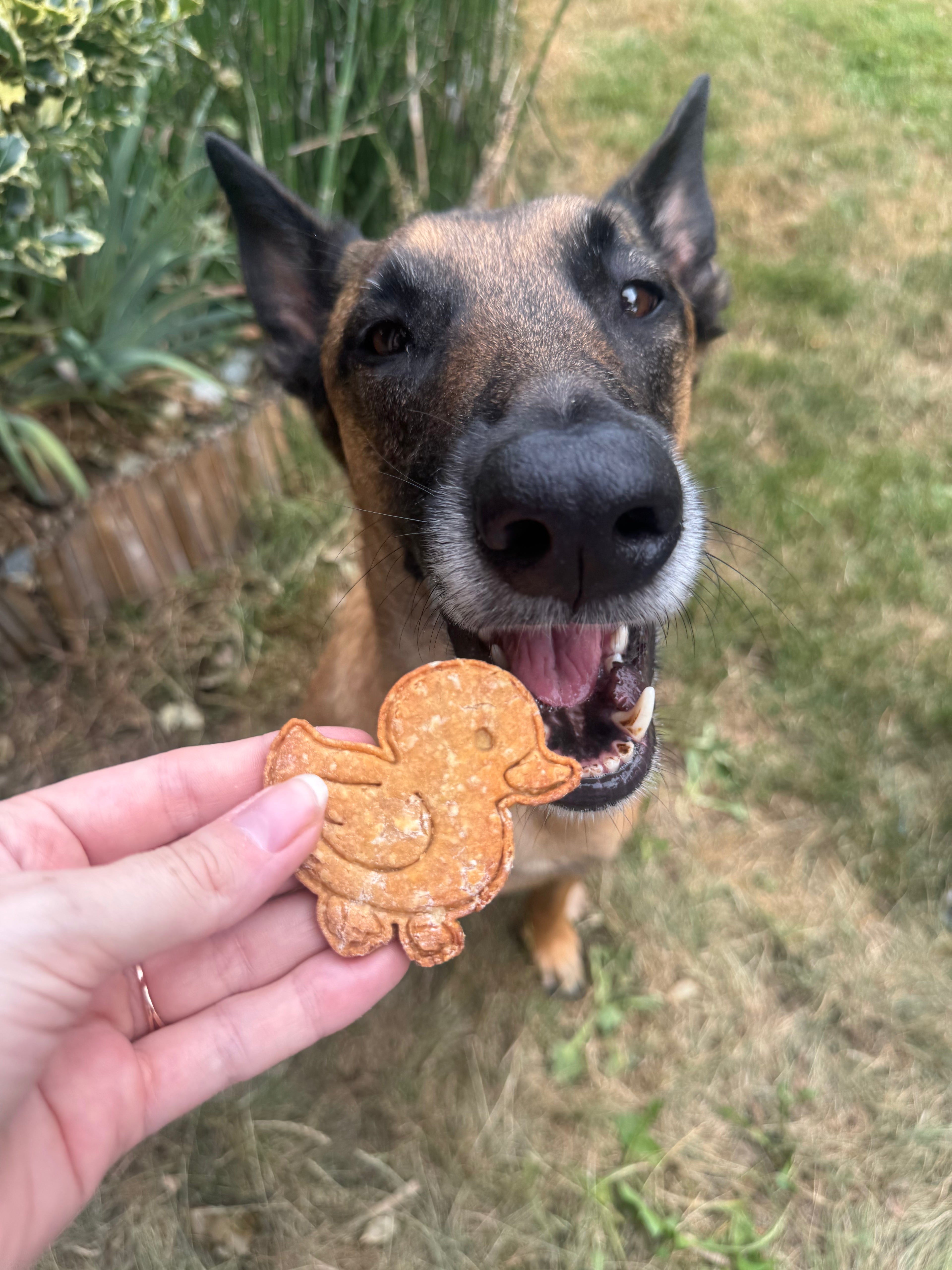 Biscuits Piou Piou 🐥