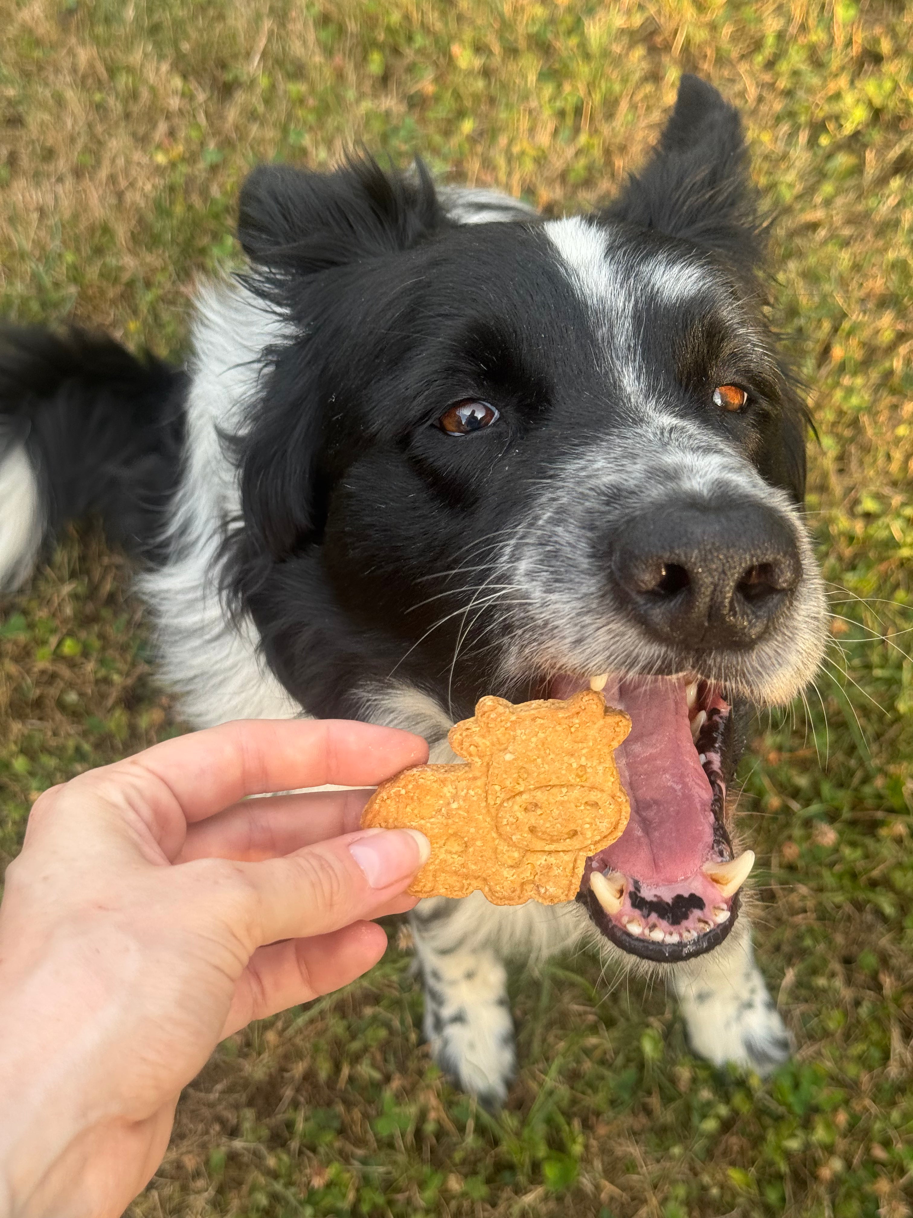 Biscuits Meuh 🐮